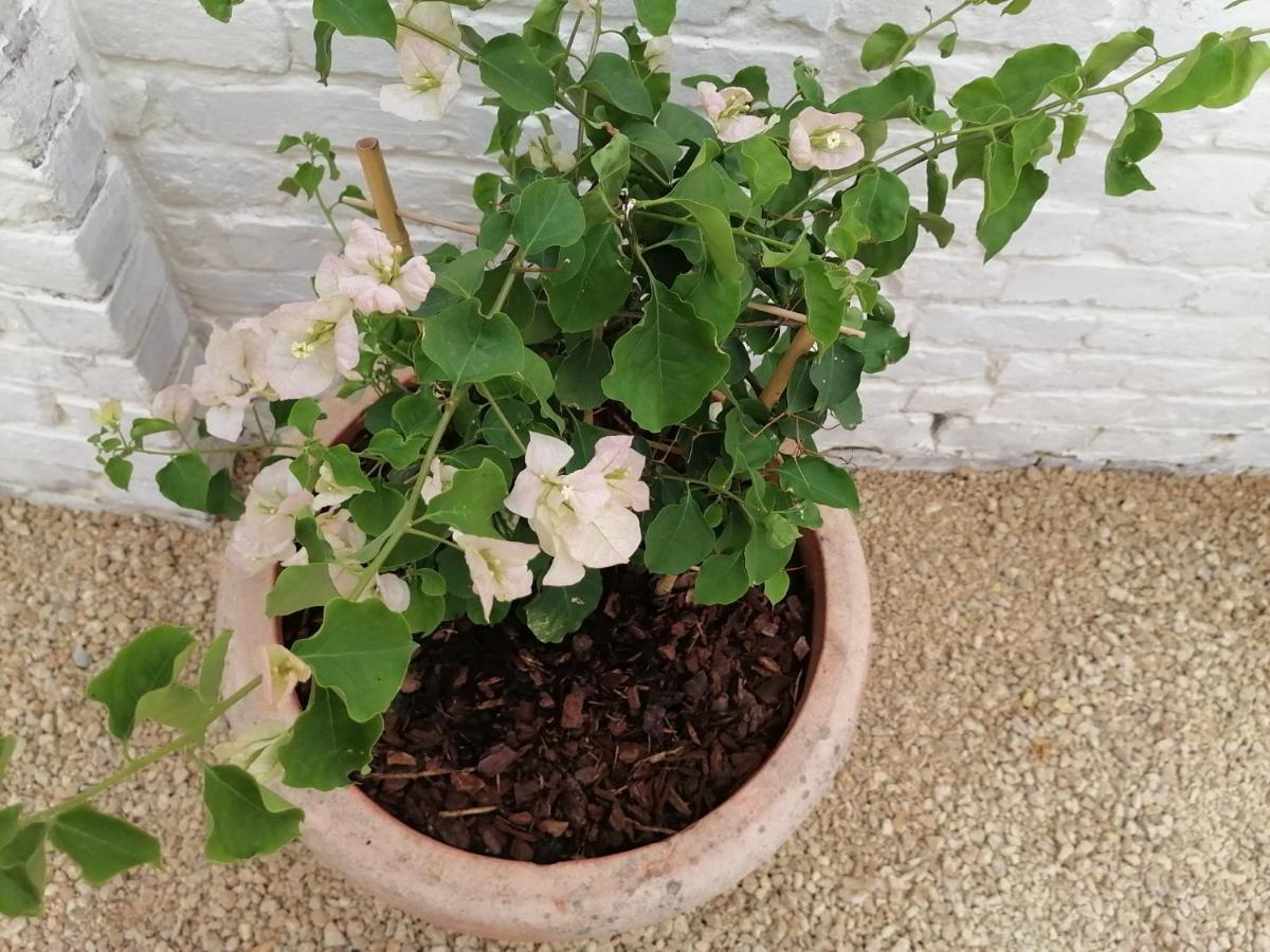 Chez Paulette Βίλα Avelgem Εξωτερικό φωτογραφία